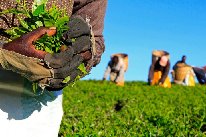Picking some seedlings