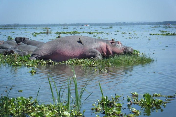 Lake Naivasha Rykamu tours
