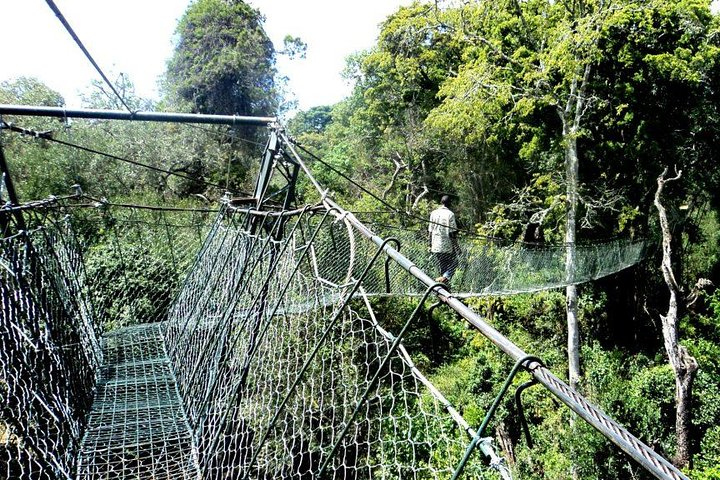 Canopy walk