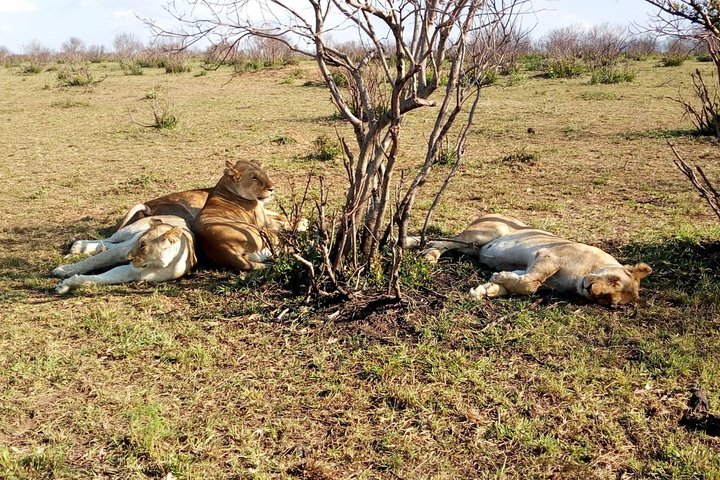 Ngutuni Concervancy 2 Days Safari from Mombasa Beach - Photo 1 of 9
