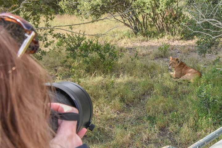 Spotting a lioness 