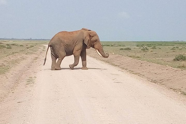 Olpejeta conservancy Day tour - Photo 1 of 13