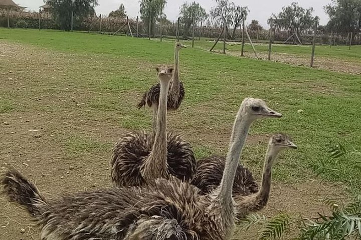 Ostrich viewing
