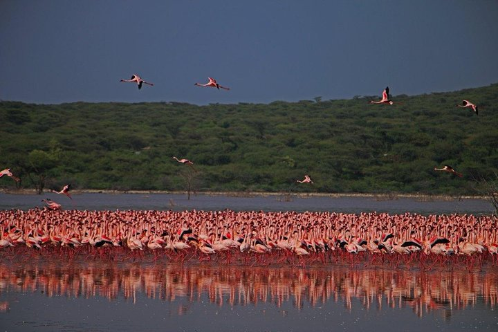 The Beauty of pink Flamingos at Lake Bogoria
Cant miss!!!!!!