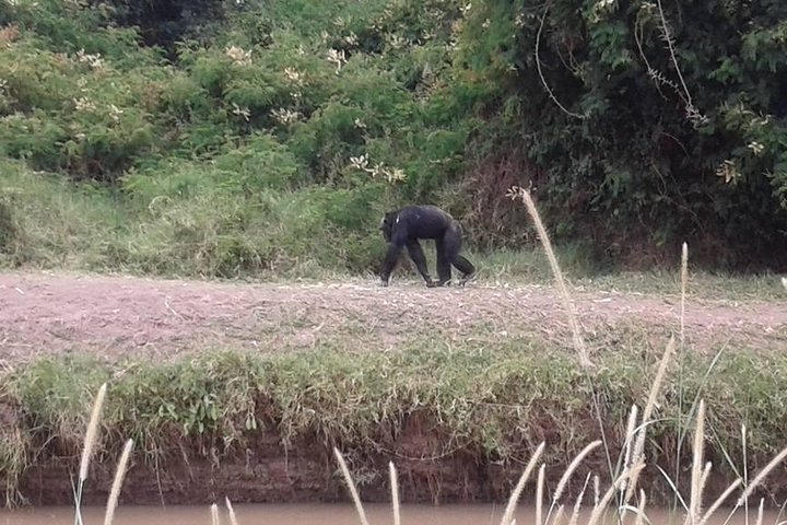 kenya only chimpazees