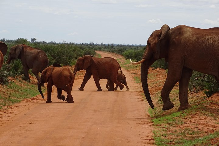 Red Elephants of Tsavo East