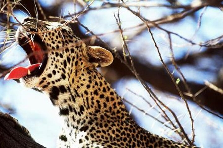 Capture the quiet tranquility of the savanna as a cheetah takes a leisurely yawn