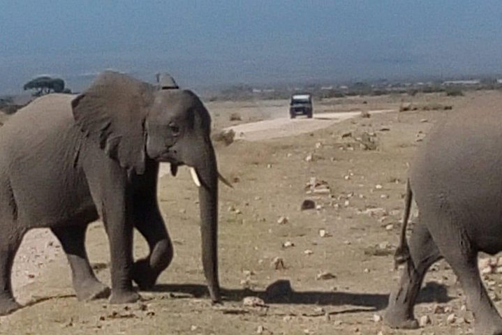 Parrot Safaris - Photo 1 of 6