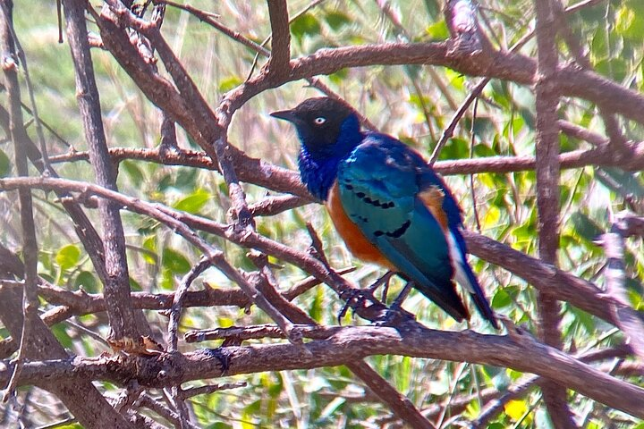 Female Sterling bird