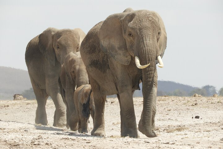 Amboseli day Tour in 4x4 Landcruiser - Photo 1 of 17