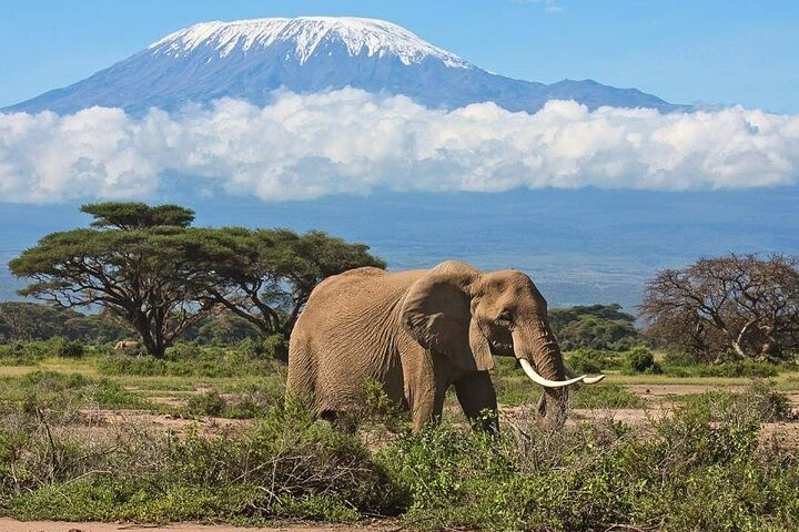 Private Day Tour in Amboseli - Photo 1 of 5