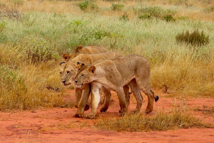 Private Full Day Tour To Tsavo East National Park from Malindi - Photo 1 of 25