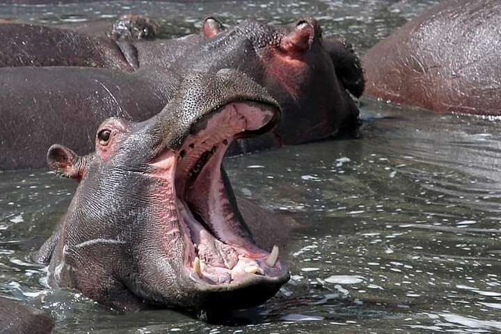 Private Lake Naivasha Day Trip - Photo 1 of 9