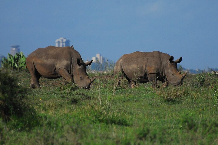 Rhino at the Nairobi National Park