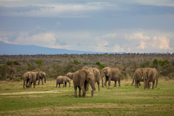 4 Days 3 Nights Private safari to Samburu & Olpejeta from Nairobi - Photo 1 of 12