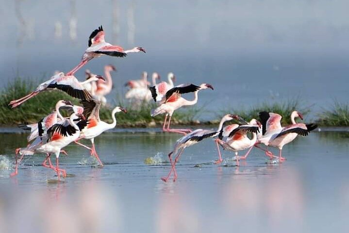 Private Tour Birding Overnight Safari Lake Nakuru, Lake Naivasha - Photo 1 of 7