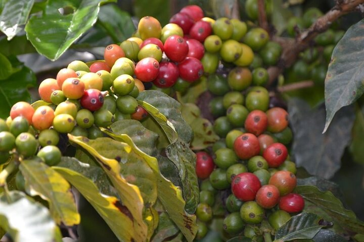 At the Fairview coffee farm