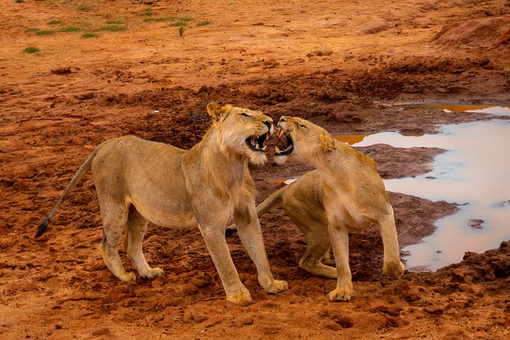 Private Tsavo East Day Safari from Mombasa and Diani - Photo 1 of 25