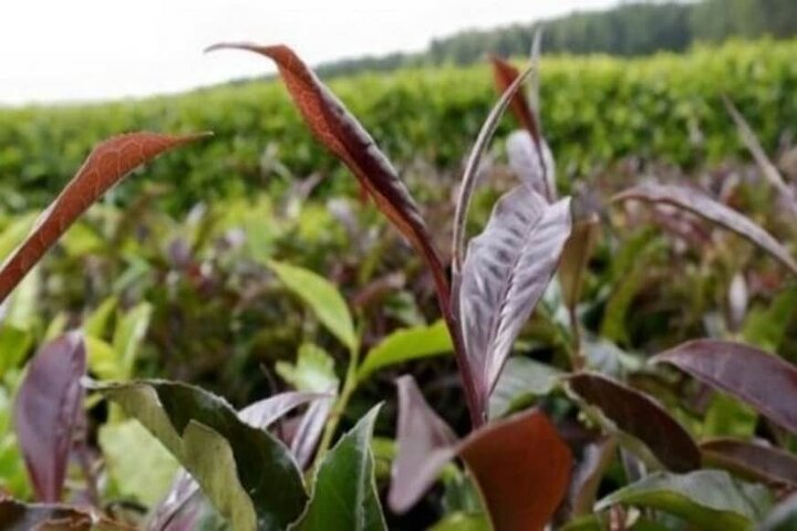 Purple Farm Tea Tour from Nairobi - Photo 1 of 4