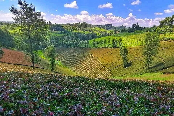 Purple Tea Farm Tea Visit - Photo 1 of 13