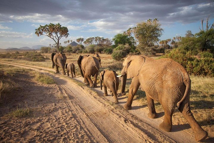 Samburu Luxury Safari Package – 3 Days 2 Nights - Photo 1 of 9