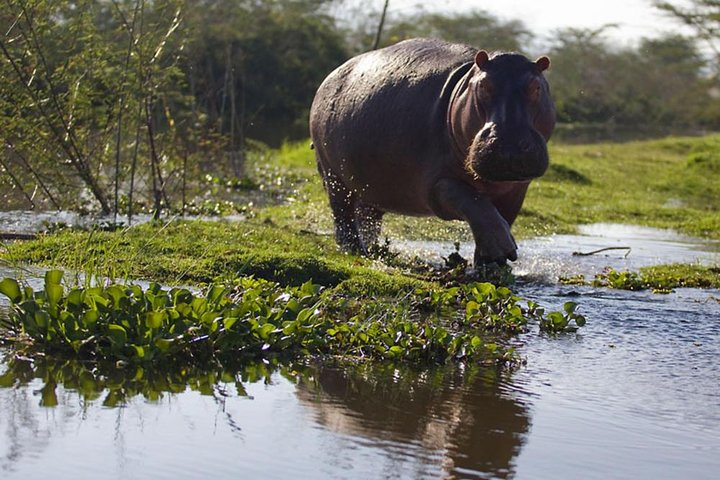 Expedition Happy Hour Day Trip – Hell Gate, Lake Naivasha Birds Boat safari & Crescent Nature Walk