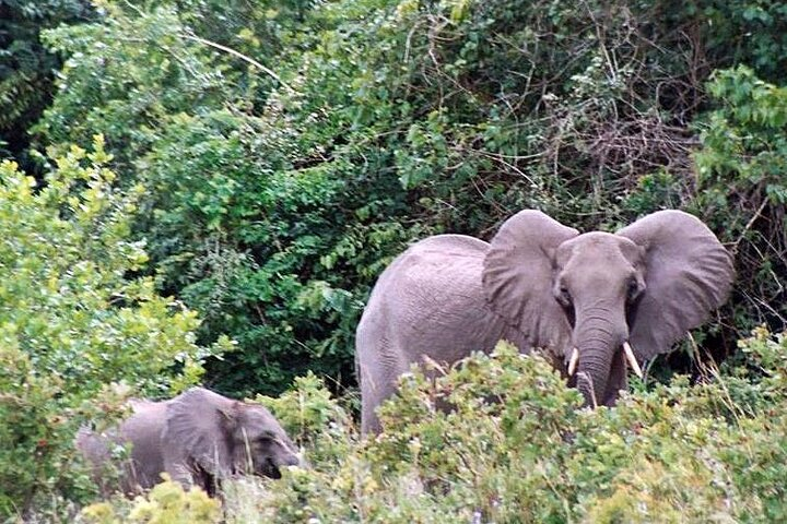 Shimba Hills Day tour from Mombasa / Diani - Photo 1 of 8