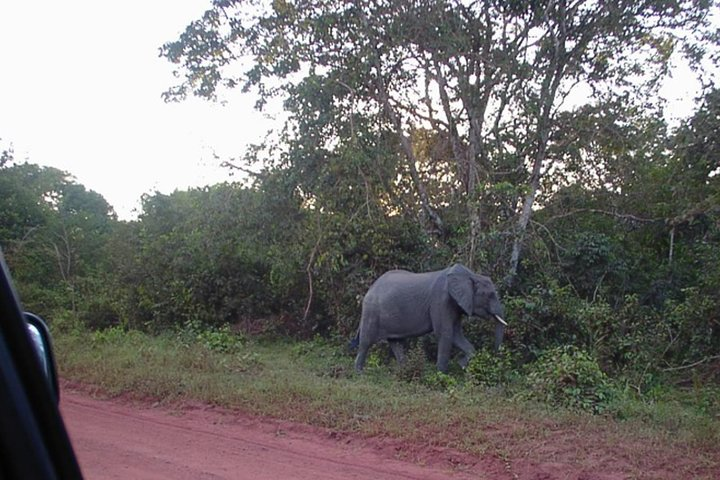 Spotting Elephants on a game drive in Shimba Hills National Reserve