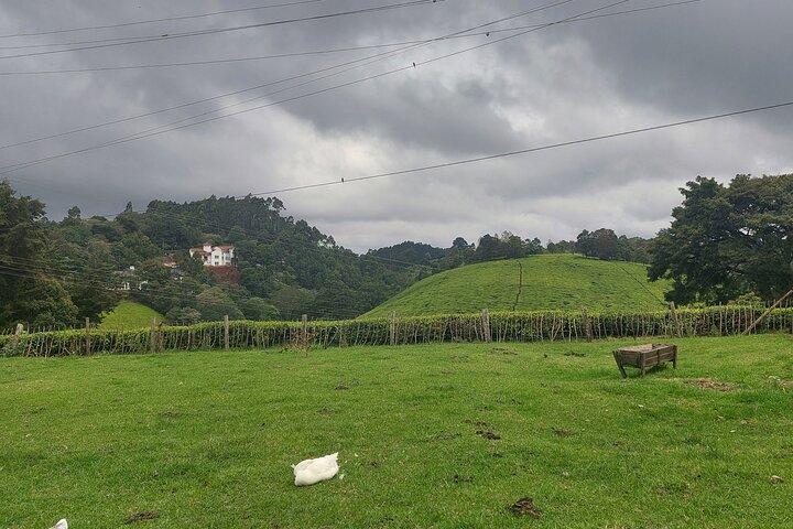 Kiambethu Tea Farm Tour (Thursdays to Sunday) - Photo 1 of 5