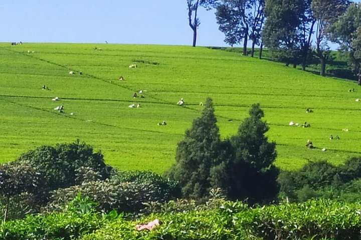 Tea Farm Tour: Kiambethu Tea  - Photo 1 of 11