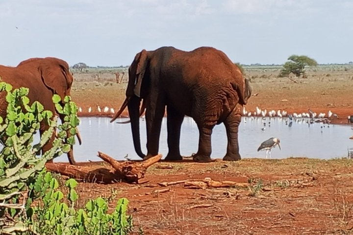 Theatre of the Wild 3 Days Safari Salt Lick & Satao. - Photo 1 of 21