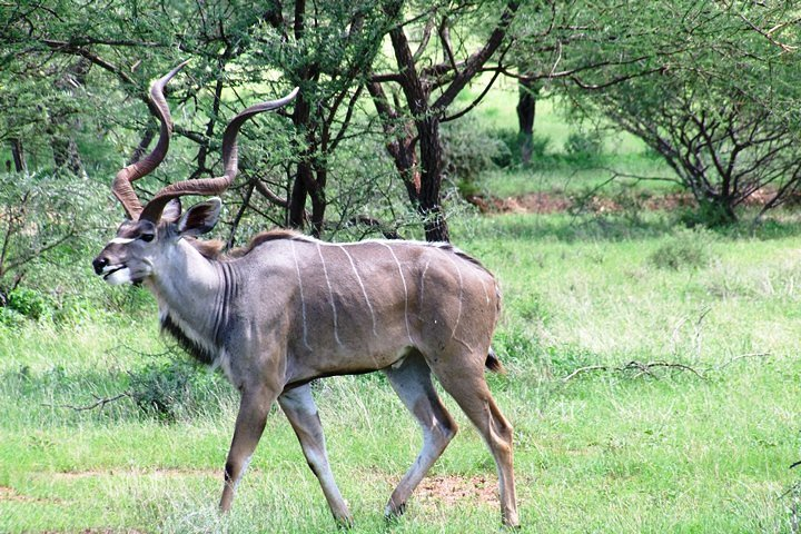 Theatre of the Wild 3 Days Safari Salt Lick & Satao. - Photo 1 of 23