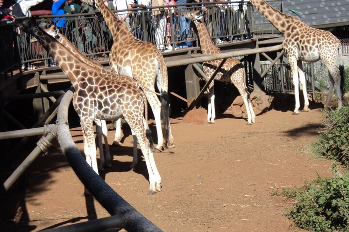 Feeding the giraffes 
