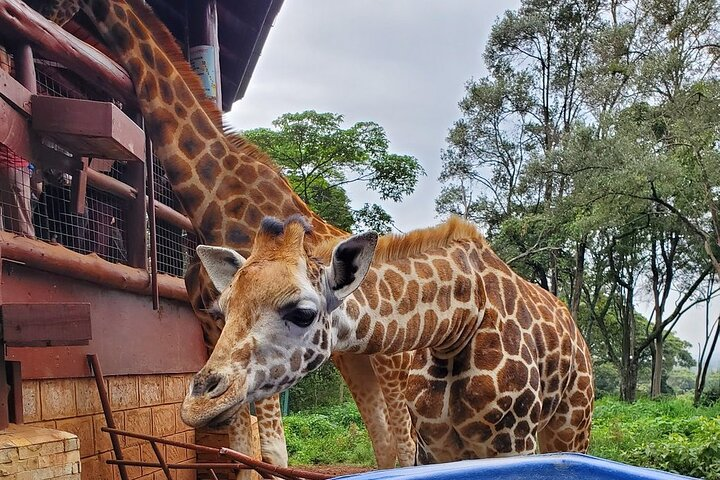 Tour to the Nairobi Giraffe Centre & Optional Elephant Orphanage - Photo 1 of 8
