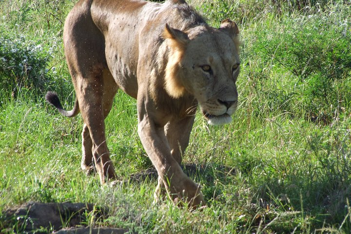 Tsavo East Amboseli and Tsavo West Safari 4 Days. - Photo 1 of 16