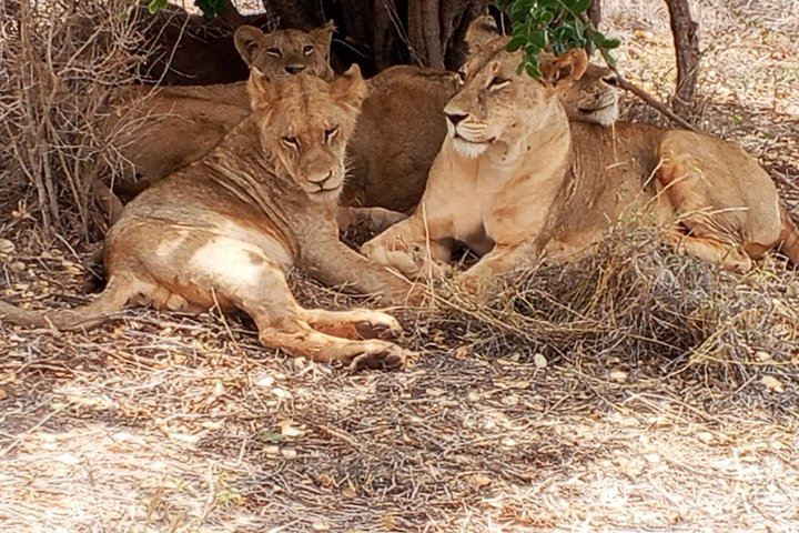 3-Day Tsavo East and Ngutuni Sanctuary Safari. - Photo 1 of 23