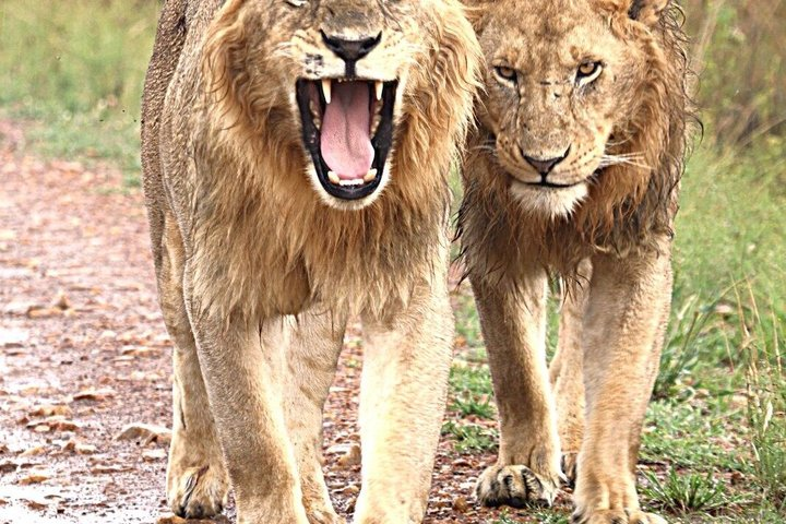 3-Day Tsavo East, Ngutuni Sanctuary & Lugard falls. - Photo 1 of 25