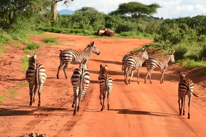Tsavo East Day Safari - Photo 1 of 9