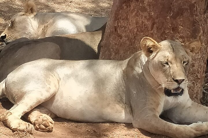2-Day Tsavo East National Park Voi Wildlife Lodge. - Photo 1 of 8