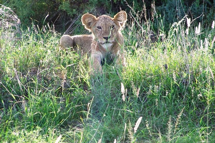 2-Day Tsavo East National Park Sentrim Camp. - Photo 1 of 10