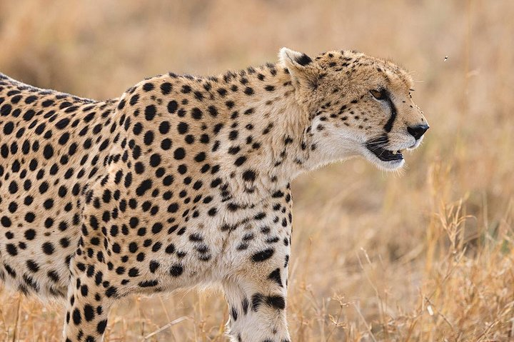 Two Nights (Mid-Range) Amboseli safari - Photo 1 of 3