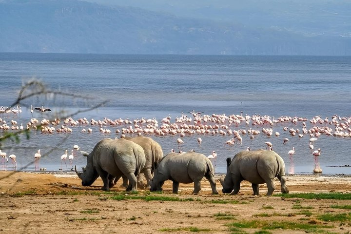 7-Day Wildebeest Migration Safari: Amboseli & Masai Mara - Photo 1 of 7