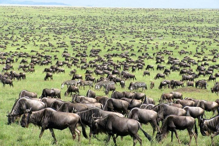  Wildebeest Migration in Masai Mara and Sightseeing 4 Days Tour - Photo 1 of 8