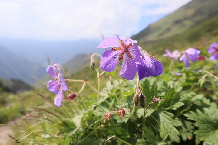 1 day Ala-Archa gorge tour - Photo 1 of 4
