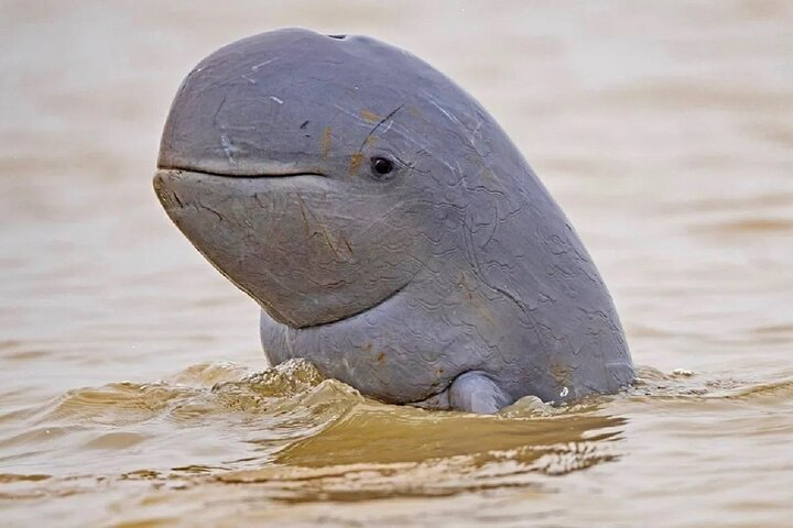 Experience the endangered Irrawaddy Dolphins in the wild