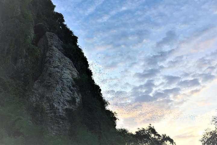 the bats come out from the cave