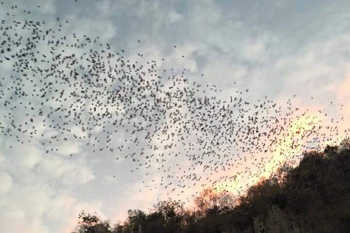 Battambang Private afternoon tour bamboo train bat cave & village - Photo 1 of 5