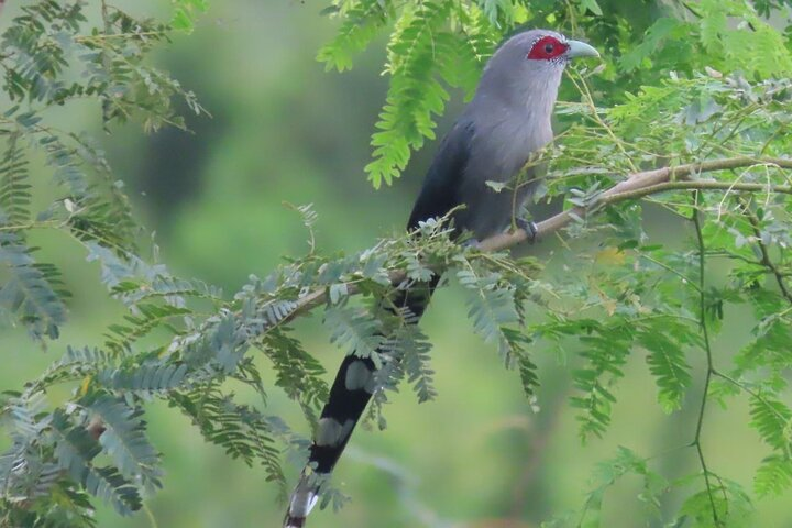 Beyond The Oudong Temple and Birdwatching in Phnom Penh - Photo 1 of 12