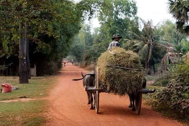 Ox cart