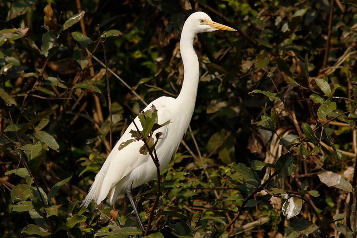 One Day Private Guide Tour to Prek Toal Biosphere - All Inclusive  - Photo 1 of 16